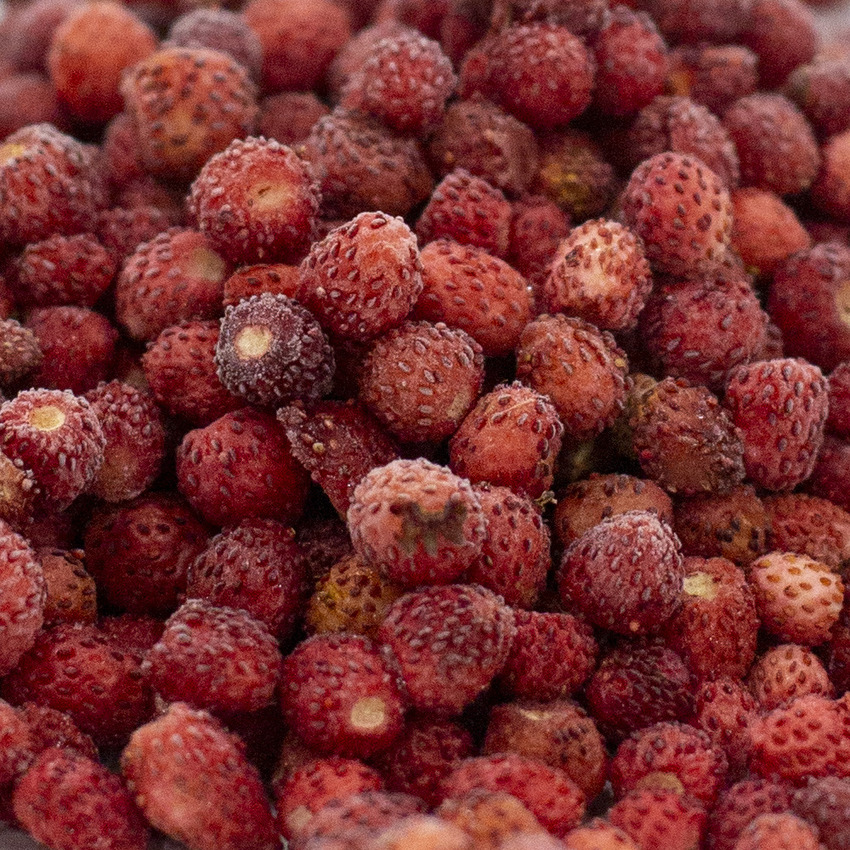 Fragoline di Bosco kg 1